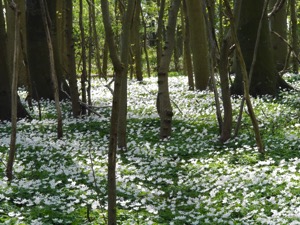 woodland-carpets.jpg
