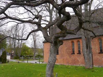 Twisted tree outside St Maria Church C13