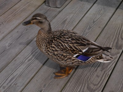 Not even a crumb left for patient Mrs Mallard