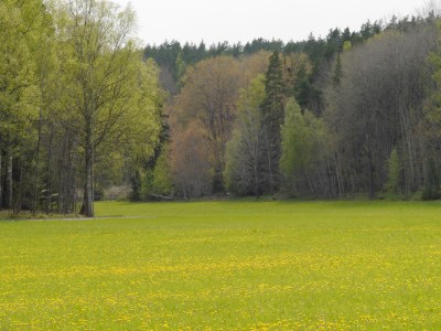 One for Nic - she would have skipped, kicking up her heals, through this meadow. 