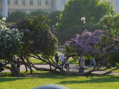 Lilacs planted everywhere as Peter liked them