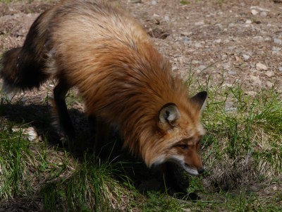 Red fox:  apparently loads in the wild, so the centre refuse to take more 