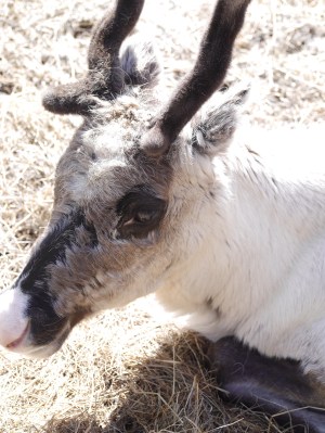 Reindeer.  They loose their antler at the end of winter