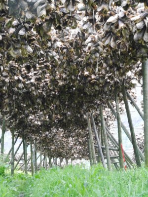 Rows of suspended cod heads ... still not sure what they are used for.