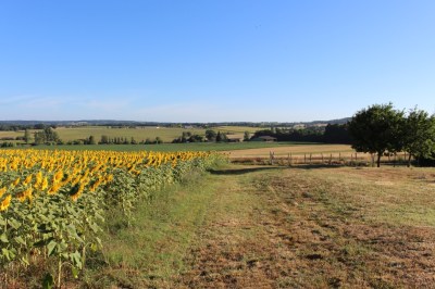 House surrounded by sun flowers