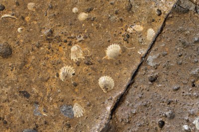 Shell fossils in the walkways dating back goodness knows how many years.