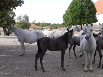 Mares are bred every two years. Foals are all normal horse colours, but 98% turn grey / white by the time they are about 2