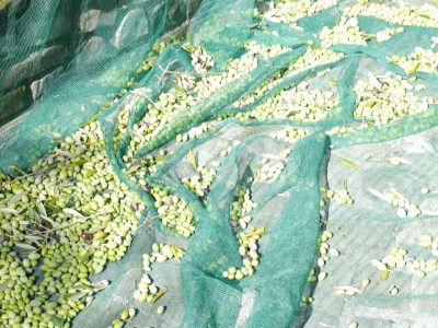 Olive harvesting. The chap was up a ladder hidden in the tree and dropping all the olives onto a mat.