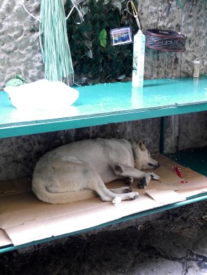 Fat dogs ... sleep on ... shelves!