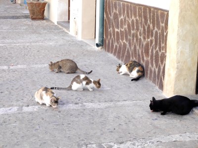 Food dropped from above the balcony ... the cats knew where to sit!