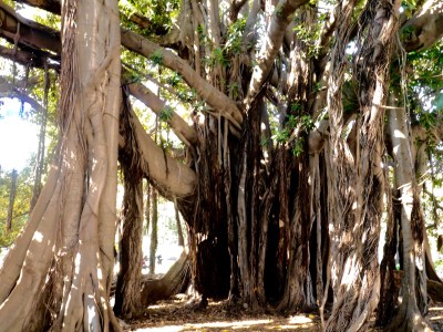 Amazing fig tree roots in the centre of one of the main squares.