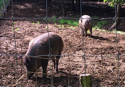 IMG_6112.jpeg IMG 6112